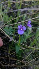 Nemesia caerulea