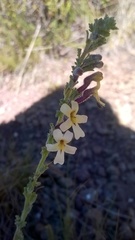 Jamesbrittenia pristisepala