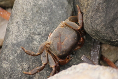 Cyclograpsus granulosus