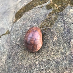 Nerita polita