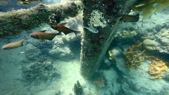 Pempheris klunzingeri