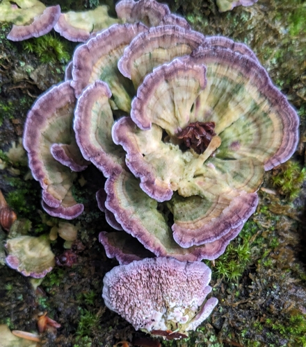 Trichaptum abietinum (Pers. ex J.F.Gmel.) Ryvarden