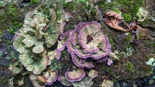 Eglinė Kempelė nuotrauka