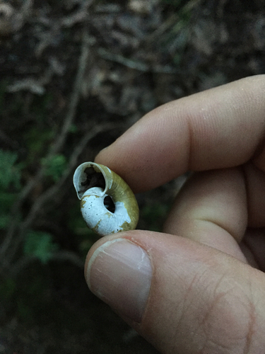 California lancetooth