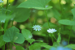 Stellaria bungeana