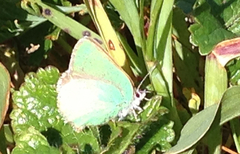 Callophrys viridis