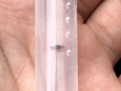 Tolidopalpus nitidocoma