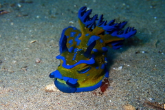 Tambja verconis