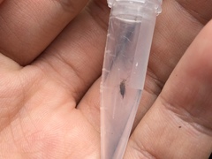 Tolidopalpus nitidocoma