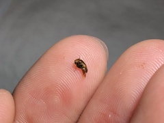 Tolidopalpus nitidocoma