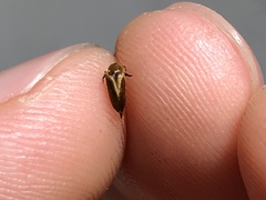 Tolidopalpus nitidocoma