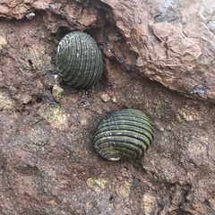 Nerita costata