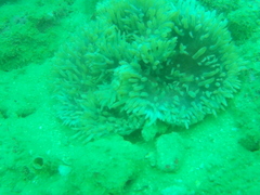 Heteractis