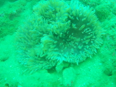 Heteractis