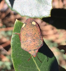 Solenosthedium bilunatum