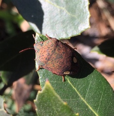 Solenosthedium bilunatum