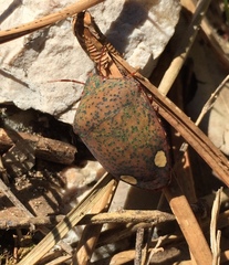 Solenosthedium bilunatum