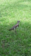 Vanellus chilensis