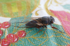 Birrima castanea