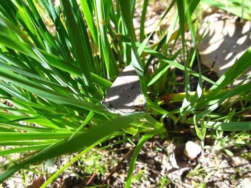 iNaturalist observation photo of Gray Hairstreak