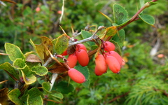 Berberis aetnensis