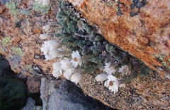 Castroviejoa frigida