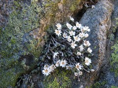 Castroviejoa frigida