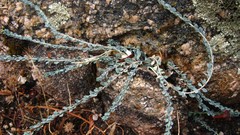 Corrigiola telephiifolia