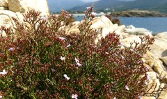 Limonium articulatum