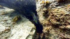 Notolabrus parilus