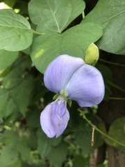 Psophocarpus tetragonolobus