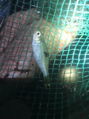 Melanotaenia splendida