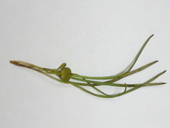Centella caespitosa
