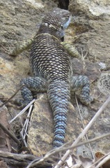 Sceloporus aureolus