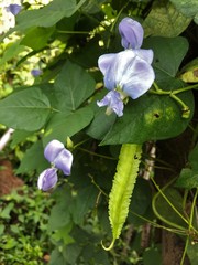 Psophocarpus tetragonolobus