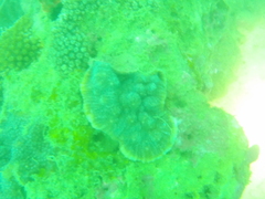 Echinophyllia aspera