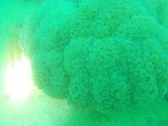 Fimbriaphyllia ancora