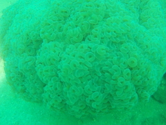 Fimbriaphyllia ancora
