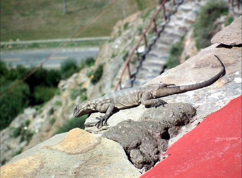 Anan's Rock Agama