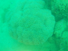 Fimbriaphyllia ancora
