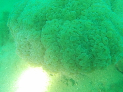 Fimbriaphyllia ancora