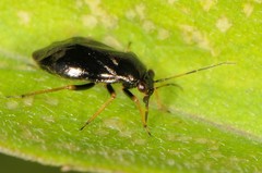Slaterocoris