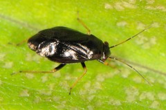Slaterocoris