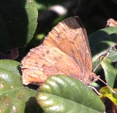 Callophrys augustinus