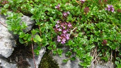 Thymus praecox polytrichus