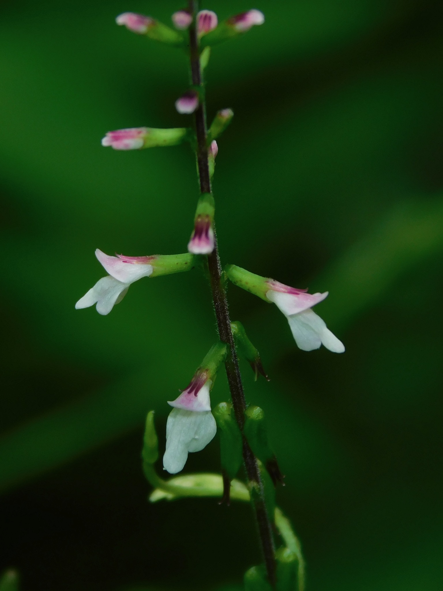 Phryma leptostachya