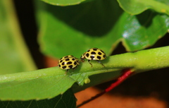 Psyllobora variegata