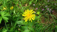 Crepis pyrenaica