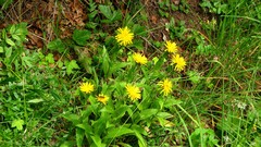 Crepis pyrenaica