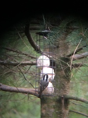 Periparus ater britannicus